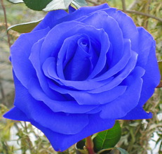 Magdalena blaue Rose